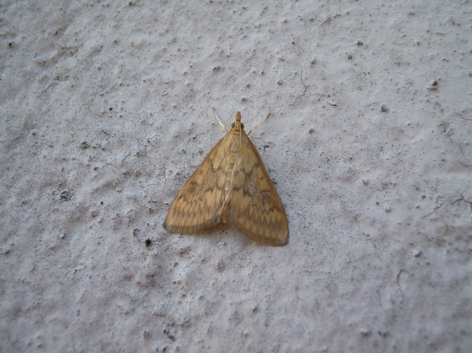 Ostrinia nubilalis, Crambidae